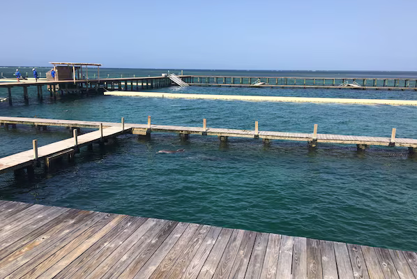 Dolphin Explorer near Dreams Flora Resort & Spa with interactive dolphin experiences and tropical marine setting